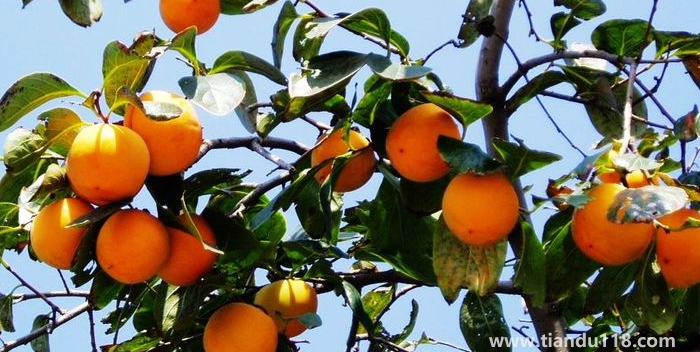 湖南邵陽(yáng)這四種特產(chǎn)，遠(yuǎn)近聞名，看看你吃過哪幾種？